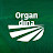 ORGANDINA