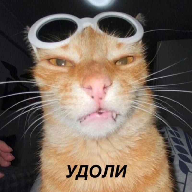 Смешные видео