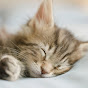 SillyCat_06 Avatar