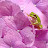 @Frog_flinger Avatar