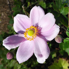 赤ちゃんのいる生活アイコン画像