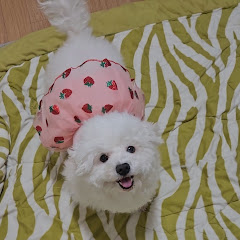 반려가족 인브로와 천사들