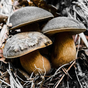 Canale Funghi Porcini & Natura 