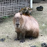 M_cGldY74m0-channel-avatar-ベルベルこまっちゃん