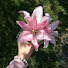 jg06M33u6ts-channel-avatar-الأميرة عسل🌷𐙚