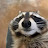 @RacRacoon's avatar