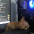LcJRYfgxy08-channel-avatar-Kim Quat Nguyen Le
