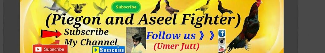 Pigeon and Aseel fighter यूट्यूब चैनल अवतार