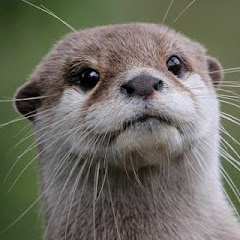 狂ったカワウソ