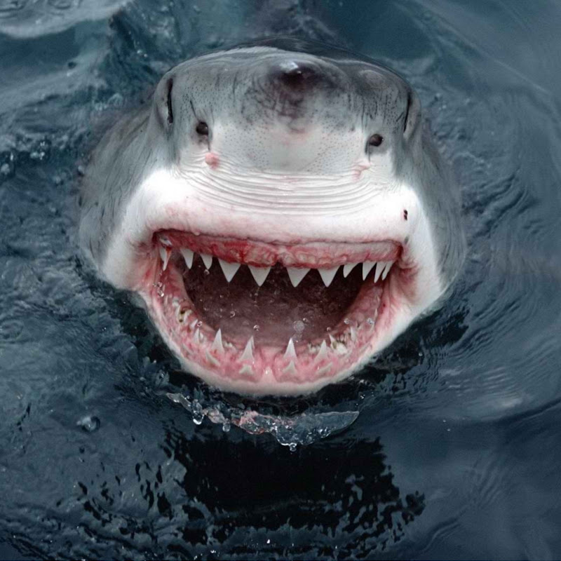 KingGreatWhiteShark