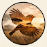B4UHeKSlIjg-channel-avatar-Feral Frontier