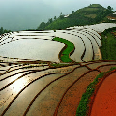 Minh Tiên Sinh
