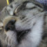 2sj_plESo74-channel-avatar-SexyMangos