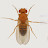 @Drosophila_melanogaster