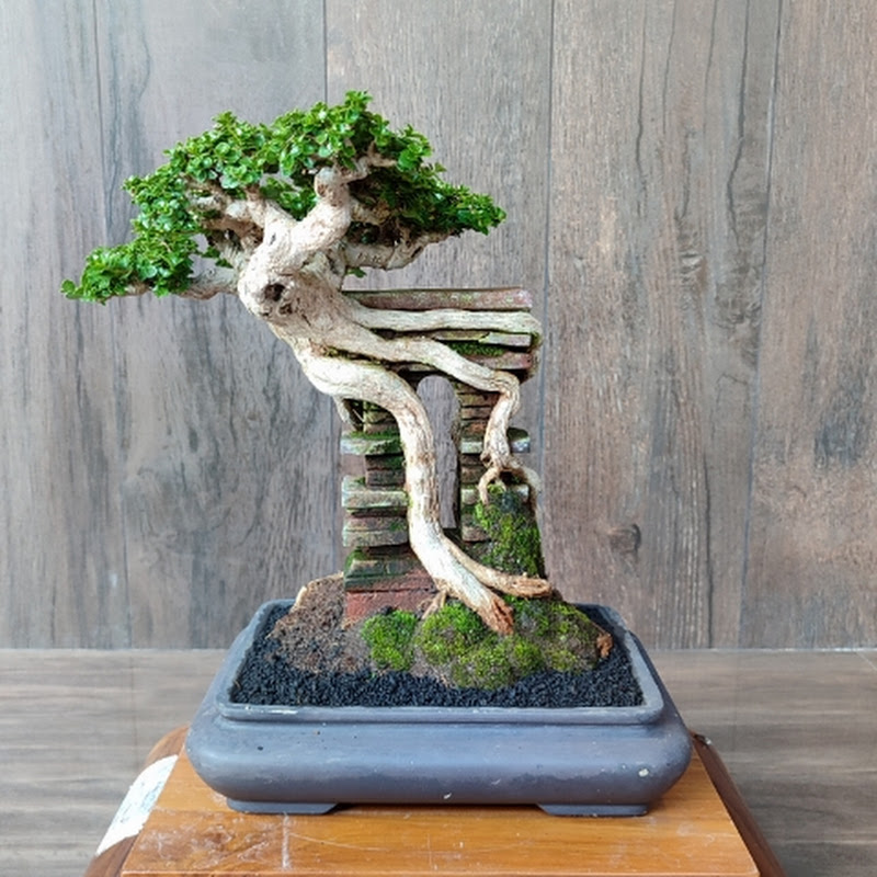 artika bonsaaiku