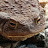 @ToadOfDoom Avatar