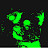 @schnoodlevideo's avatar