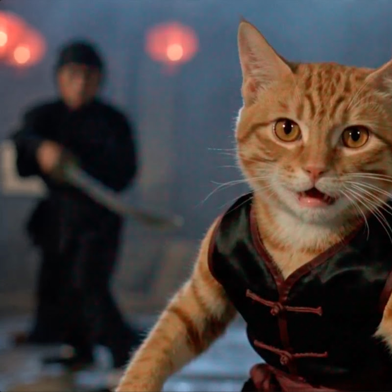 The 36th Chamber of Cats