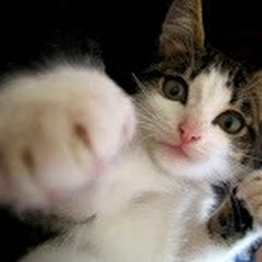 みんなのグータッチch