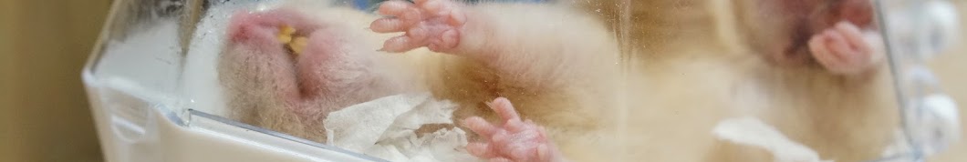 pooh hamster ইউটিউব চ্যানেল অ্যাভাটার