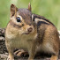 gv-SyLbGSs4-channel-avatar-aaron a