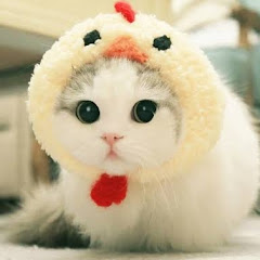猫猫meme小剧场アイコン画像
