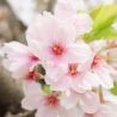 さくらさくチャンネル