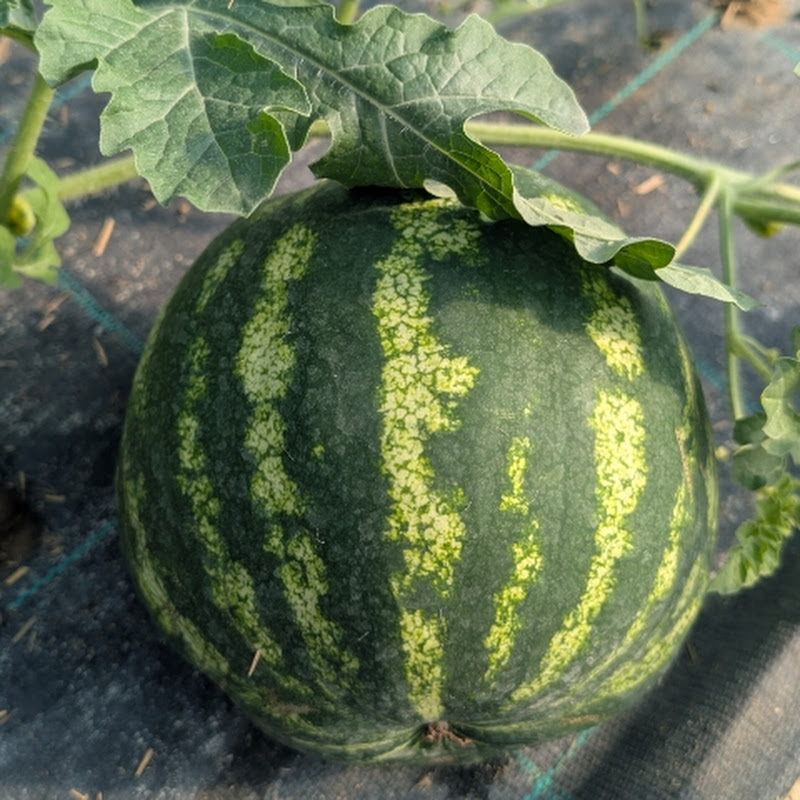 Syringa Kräutergärtnerei 