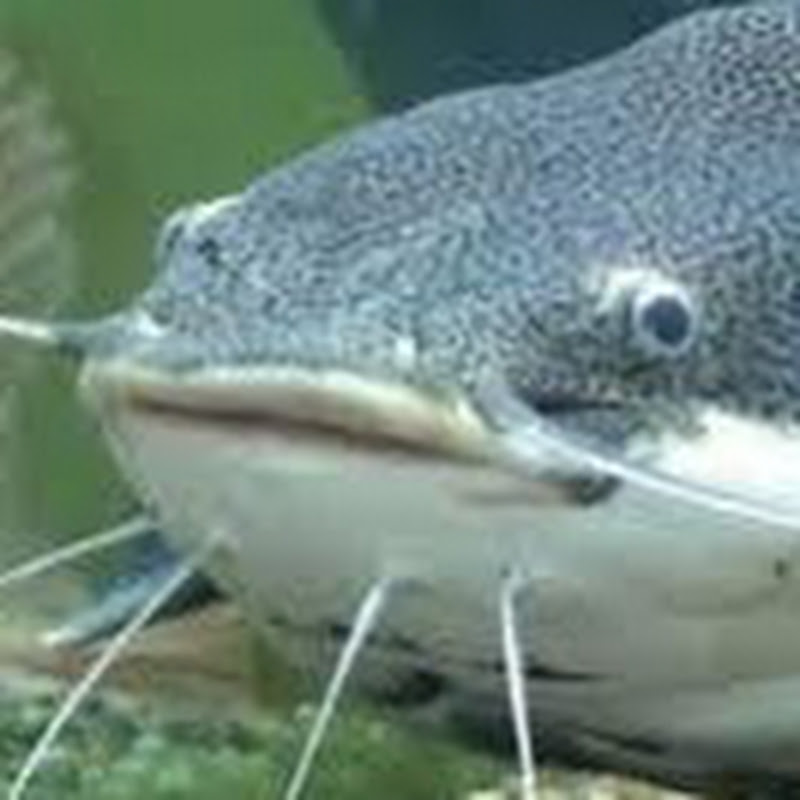 Catfish