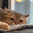 sWzfgTYnKEU-channel-avatar-Sonya Home