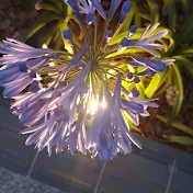 𝐴𝑛𝑎アナ