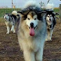 Plumery Tails Malamute Ranch logo