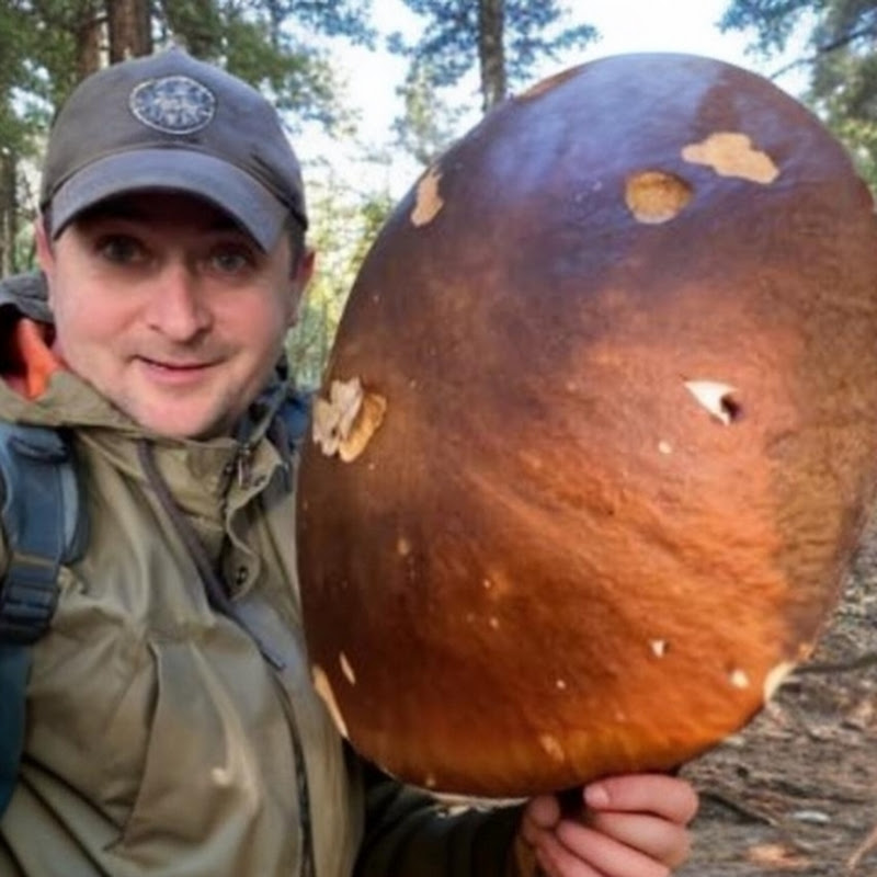 Гриби Прикарпаття  Logo