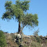 HT1kSL8uwBI-channel-avatar-GUARDIANES DEL ÁRBOL