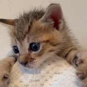 保護猫が愛を知るまで🐾