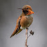 1H-p8df6a9o-channel-avatar-Birds On Air