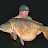 West Country Carp