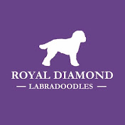 Royal Diamond Labradoodles