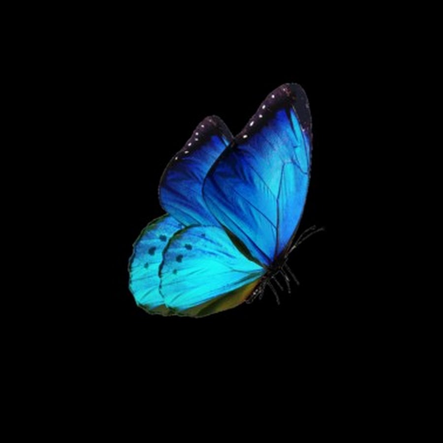 Голубая бабочка арт