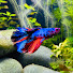 HlMulFYx-fY-channel-avatar-Aqua Dreamer