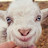 @derpfacedgoat Avatar