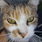 @catgaeming2025