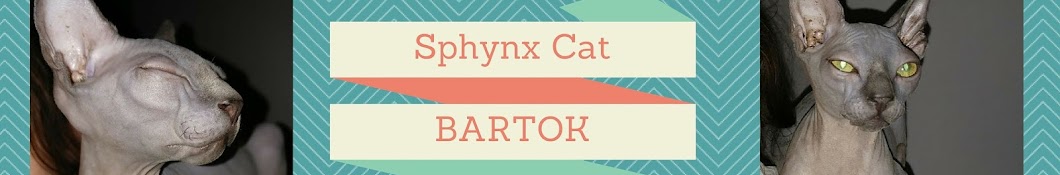 Bartok the Funny Sphynx Cat Avatar canale YouTube 