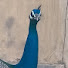 3angOJWj6VU-channel-avatar-Peacock Rhythm