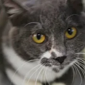 LIA ・どうぶつ虐待Gメン・レスキューチャンネル