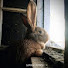 z5-qmnL3Yrg-channel-avatar-Luhtalan Rabbitry 