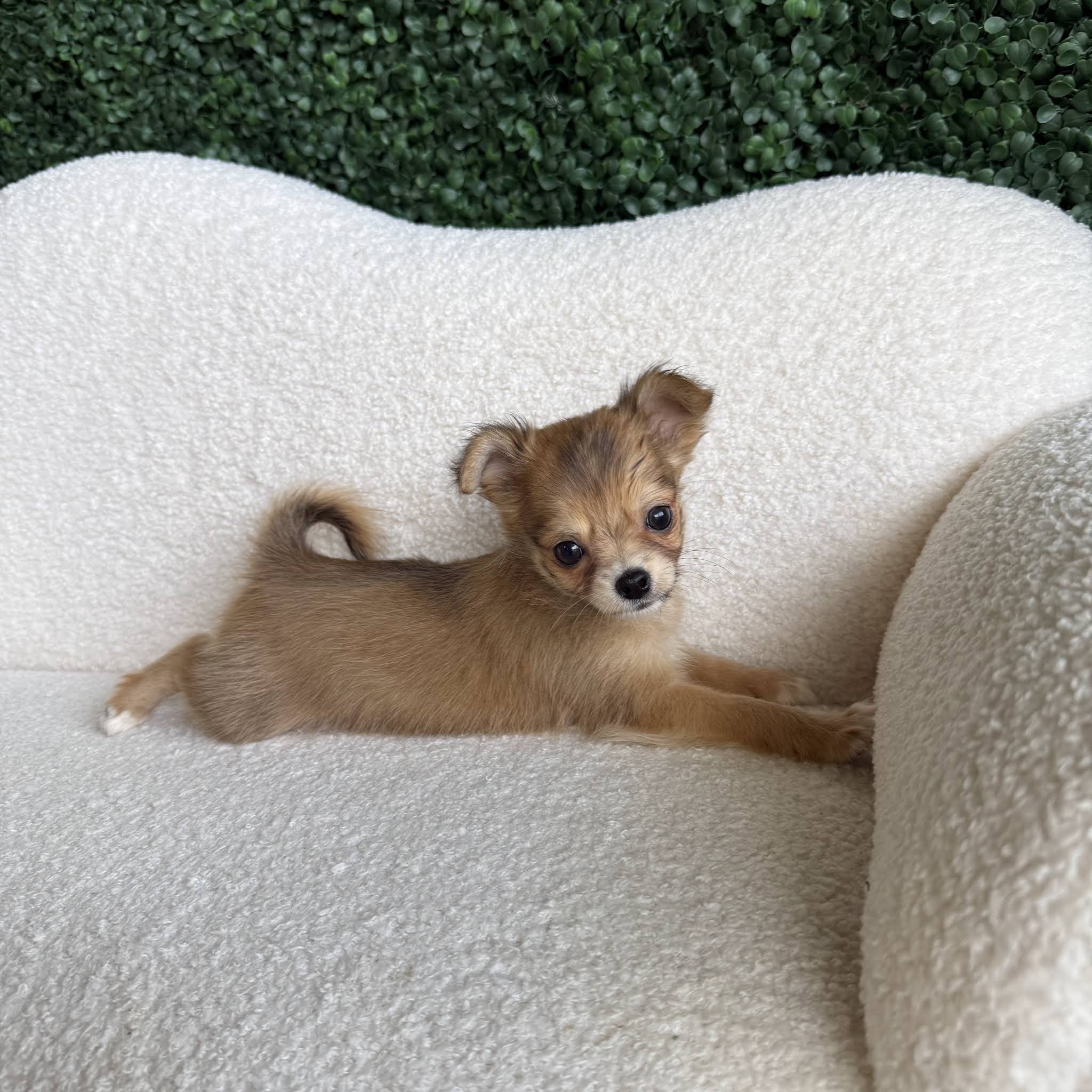 Post from Puppies For Sale Local Breeders