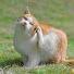 kHVnGom5WsI-channel-avatar-きねまねこ