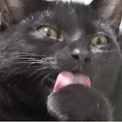 【保護猫】 ロコちゃんねる