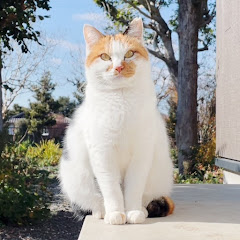 猫と人間の家族の日常